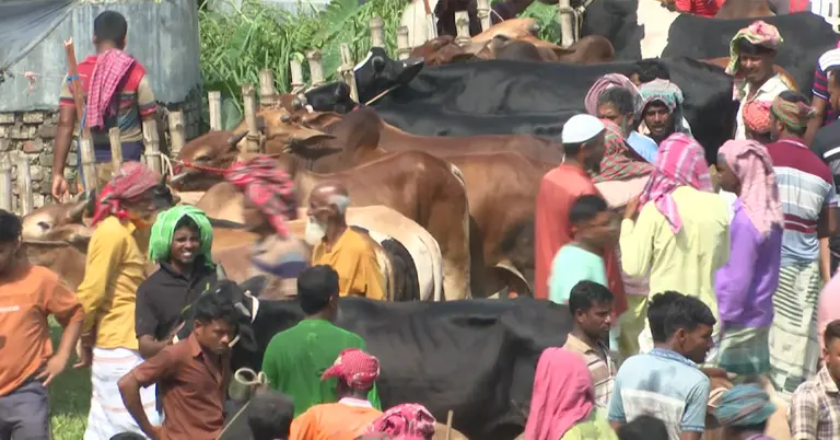 পাবনা পশুর হাট